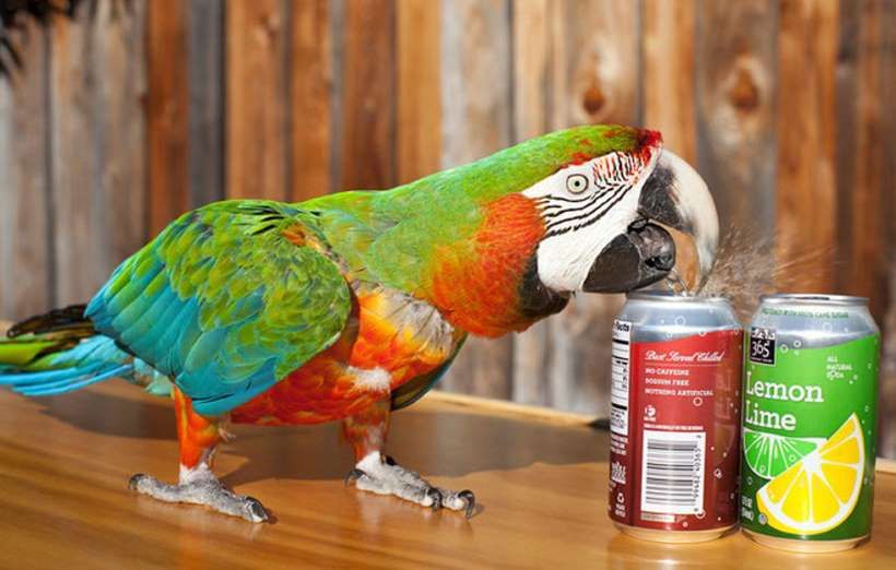 A picture of a green, red, and blue macaw parrot opening a red can.