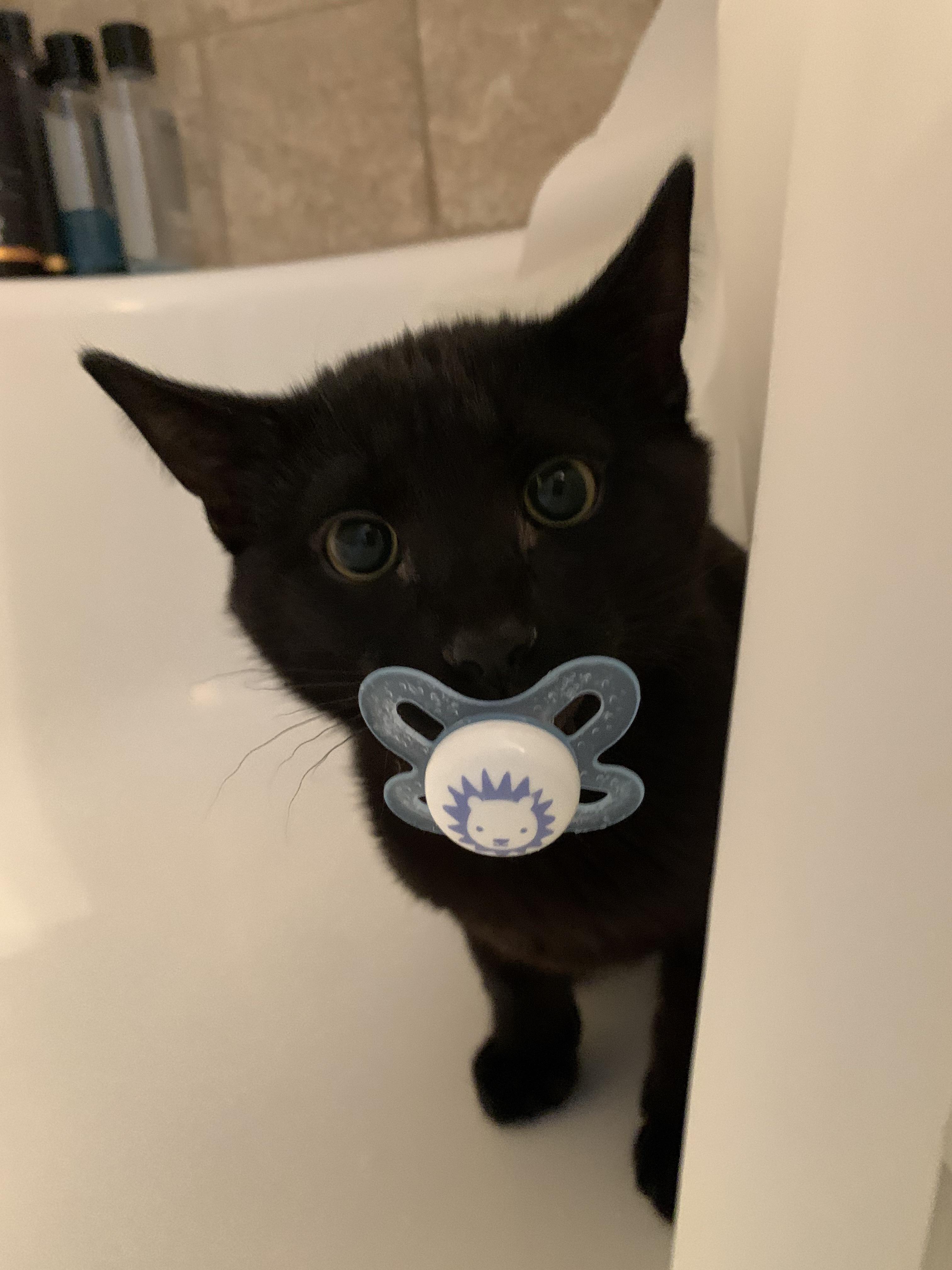 funny cat with binky